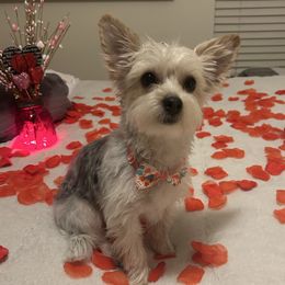 Rickie - Morkie puppy from Sabrina's Morkie Poo’s