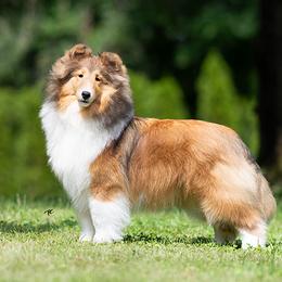 Josie - Shetland Sheepdog