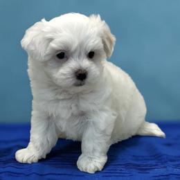 Toby - White male Maltipoo puppy in Taft, Tennessee from Knight Pups