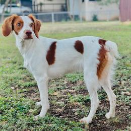 Paisley - Brittany