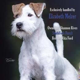 Highland Downs What A Man Gotta Do @ SFR “Jonas” - Parson Russell Terrier puppy from SouthFork Ranch