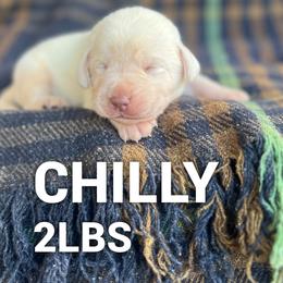 Chilly - Yellow male Labrador Retriever puppy in Puyallup, Washington from 12 Door Farm Labradors