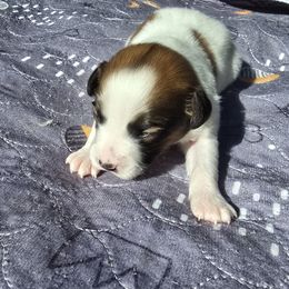 Harken - Red white and sable male Papillon puppy in Hollister, Missouri from Swan Creek Kennel