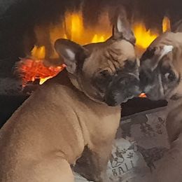 French Bulldogs from Forever Yours Frenchies