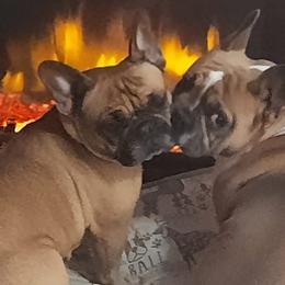 French Bulldogs from Forever Yours Frenchies
