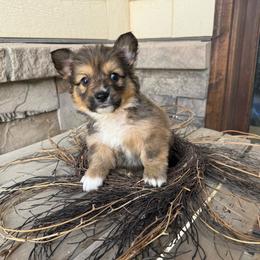 Jettson - Sable male Pembroke Welsh Corgi puppy in Benjamin, Utah from Nuna’s  Corgis