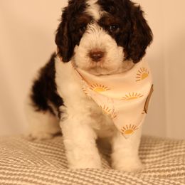 Garfield - Parti male Goldendoodle puppy in Windsor, Colorado from Front Range Family Doodles