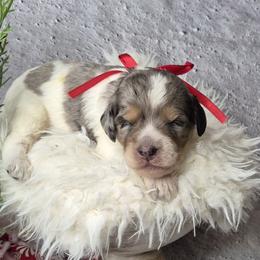Teddy - Merle male Springerdoodle puppy in Fargo, North Dakota from Dakota SpringerDoodles