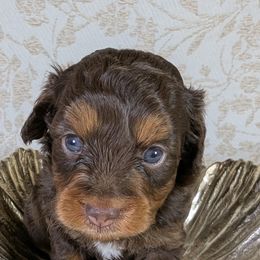 Aussiedoodle Puppies from The Cuddly Dood Ranch