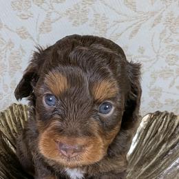 Aussiedoodle Puppies from The Cuddly Dood Ranch