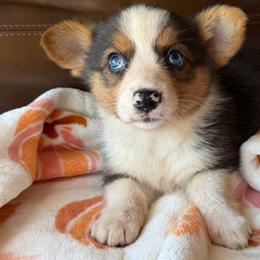 Scarlett - Liver and white female American Corgi puppy in Graham, Texas from Wild West Corgis