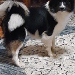 Icelandic Sheepdog Puppies from Valhalla Icelandic Sheepdogs