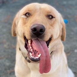 Noah - Labrador Retriever