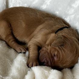 Girl 1 - Dark golden Golden Retriever puppy in Casper, Wyoming from Rosie’s Goldies