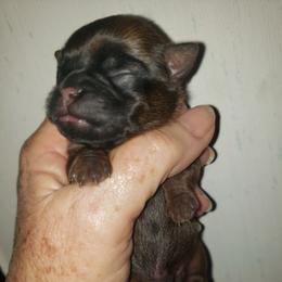 Lazer - Red male Brussels Griffon puppy in Nc, Florida from Brusseluv2
