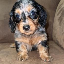 June - Dapple female Dachshund puppy in Goldthwaite, Texas from Mini Mama Dachshunds