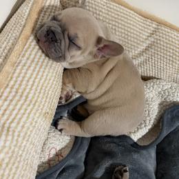 French Bulldog Puppies from Foster Lake Frenchies