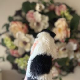 Teddie - Black white and tan male Shetland Sheepdog puppy in Oakley, California from SquiresShelties