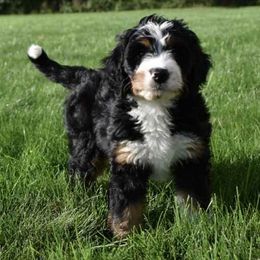 Goldendoodle Puppies from Labradoodleday