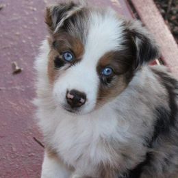 Australian Shepherds from RAD Aussies by Deanna