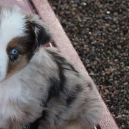 Australian Shepherds from RAD Aussies by Deanna