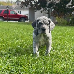 Great Dane Puppies from BkB’s House of Danes