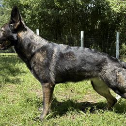 Ruger - German Shepherd