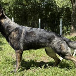 Ruger - German Shepherd