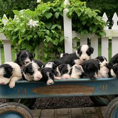 Bordoodle Puppies from Borders of Eby Eden