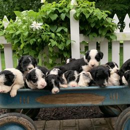 Bordoodle Puppies from Borders of Eby Eden