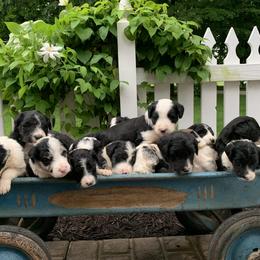 Bordoodle Puppies from Borders of Eby Eden