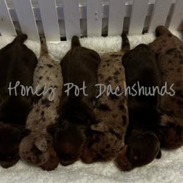 Cooper - Chocolate and tan male Dachshund puppy in Glen Saint Mary, Florida from 🍯 Honey Pot Dachshunds 🐾