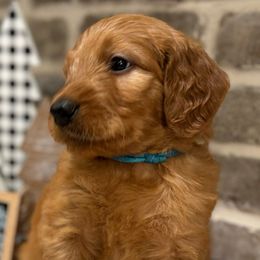 Boy 5 - Blue Collar - Apricot Goldendoodle puppy in Mansfield, Texas from Double H Doodles