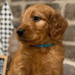 Boy 5 - Blue Collar - Apricot Goldendoodle puppy in Mansfield, Texas from Double H Doodles