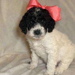 Belle - Parti female Goldendoodle puppy in Saint Louis, Missouri from Jax Doodles