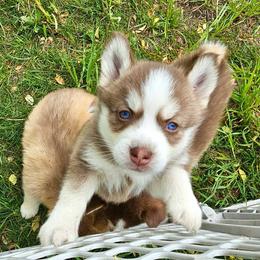 Miata - Chocolate female Pomsky puppy in Greenfield, Minnesota from SRF Pomskies
