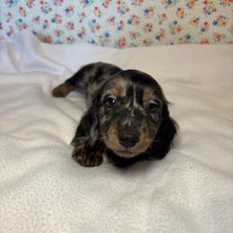 Jasper - Dapple male Dachshund puppy in Mountain Grove, Missouri from Happy Hounds