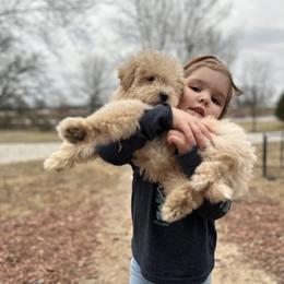 Ross - Cream male Aussiedoodle puppy in Orleans, Indiana from Mae Blossom Puppies