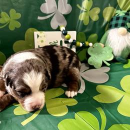 Aussiedoodle, Australian Shepherd, Miniature Australian Shepherd, Poodle, and Toy Australian Shepherd Puppies from Doodles ‘N Dawgs