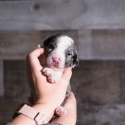 Bordoodle Puppies from 2J 2K Bordoodles LLC