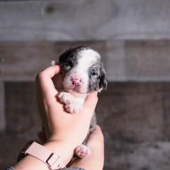 Bordoodle Puppies from 2J 2K Bordoodles LLC