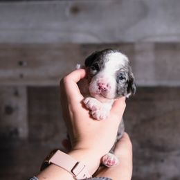 Bordoodle Puppies from 2J 2K Bordoodles LLC