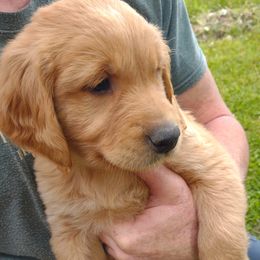 Boy 3 - Golden male Golden Retriever puppy in Grand Meadow, Minnesota from Root River Retrievers