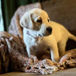 Scarlet - Yellow female Labrador Retriever puppy in Sweet Home, Oregon from Knotty Creek Labradors