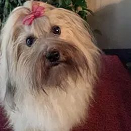 Havanese from Jerico Havanese