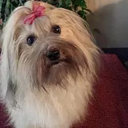 Havanese from Jerico Havanese