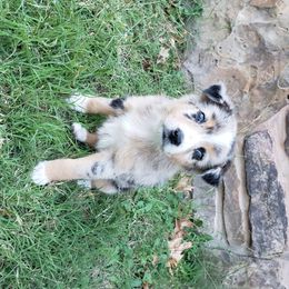 Australian Shepherd and Miniature Australian Shepherd Puppies from J&B Farms
