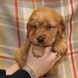 Nutmeg - Dark golden female Golden Retriever puppy in New Weston, Ohio from Bertke AKC Golden Retrievers and Bernese Mountain Dogs
