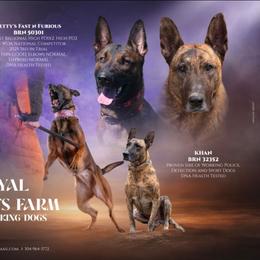Belgian Malinois puppies from Loyal Hearts Farm / RK's Dobermans