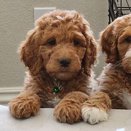 Goldendoodles and Labradoodles from Karson's Doodles
